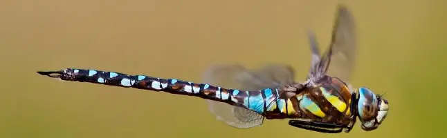 Dragonfly