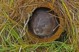 water vole